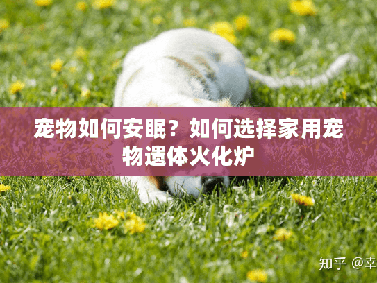 宠物如何安眠？如何选择家用宠物遗体火化炉