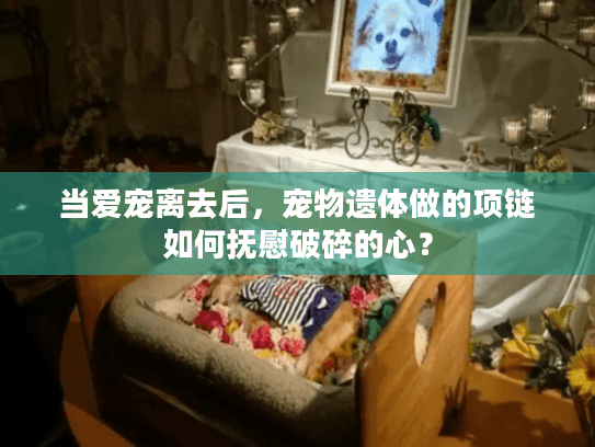 当爱宠离去后，宠物遗体做的项链如何抚慰破碎的心？