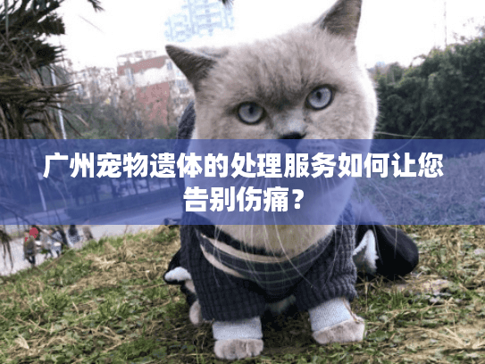 广州宠物遗体的处理服务如何让您告别伤痛？