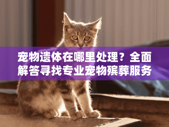 宠物遗体在哪里处理？全面解答寻找专业宠物殡葬服务指南