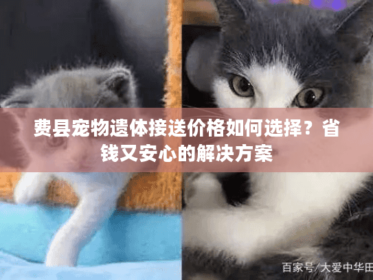 费县宠物遗体接送价格如何选择？省钱又安心的解决方案