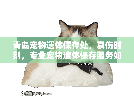 青岛宠物遗体保存处，哀伤时刻，专业宠物遗体保存服务如何帮你？