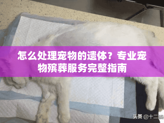 怎么处理宠物的遗体？专业宠物殡葬服务完整指南