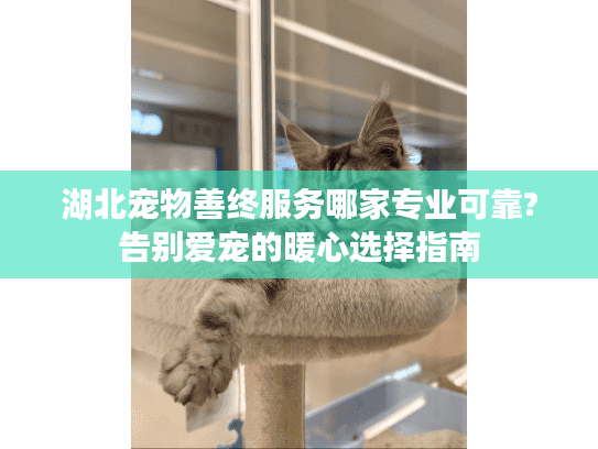 湖北宠物善终服务哪家专业可靠?告别爱宠的暖心选择指南