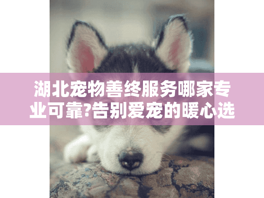 湖北宠物善终服务哪家专业可靠?告别爱宠的暖心选择指南