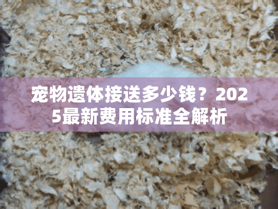 宠物遗体接送多少钱？2025最新费用标准全解析
