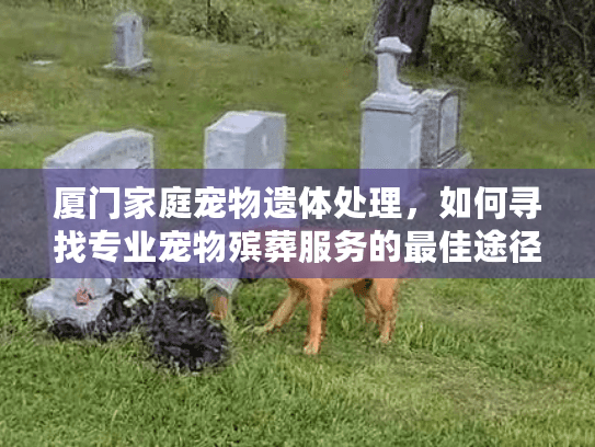 厦门家庭宠物遗体处理，如何寻找专业宠物殡葬服务的最佳途径