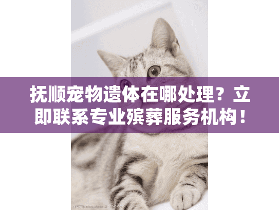 抚顺宠物遗体在哪处理？立即联系专业殡葬服务机构！