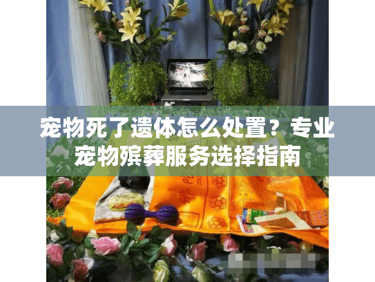 宠物死了遗体怎么处置？专业宠物殡葬服务选择指南