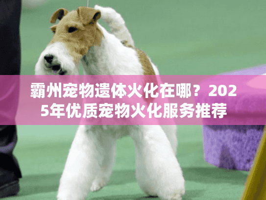 霸州宠物遗体火化在哪？2025年优质宠物火化服务推荐