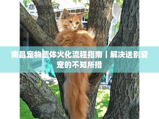 南昌宠物遗体火化流程指南｜解决送别爱宠的不知所措