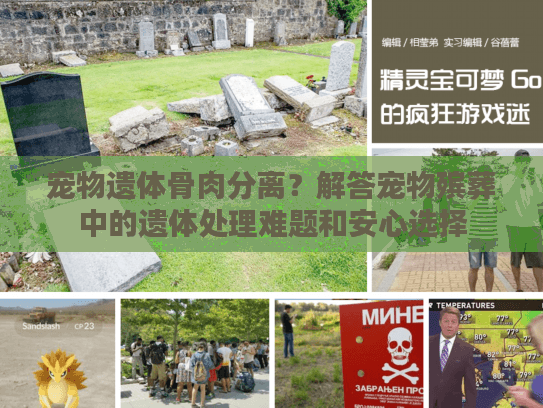 宠物遗体骨肉分离？解答宠物殡葬中的遗体处理难题和安心选择