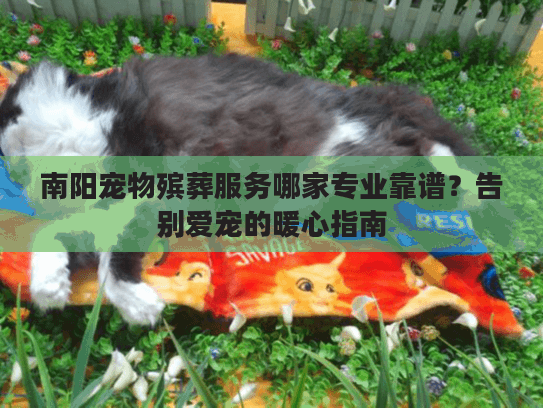 南阳宠物殡葬服务哪家专业靠谱？告别爱宠的暖心指南