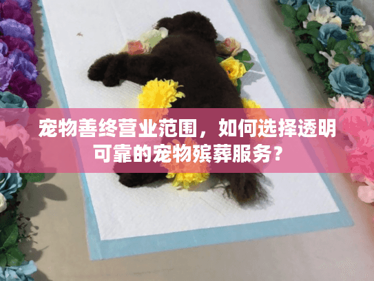 宠物善终营业范围，如何选择透明可靠的宠物殡葬服务？