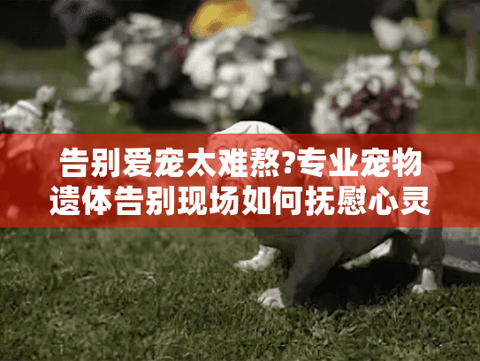 告别爱宠太难熬?专业宠物遗体告别现场如何抚慰心灵