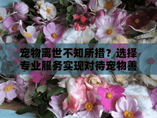 宠物离世不知所措？选择专业服务实现对待宠物善始善终