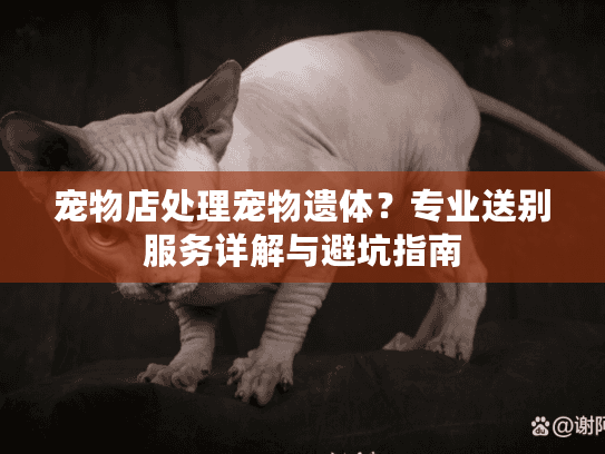 宠物店处理宠物遗体？专业送别服务详解与避坑指南