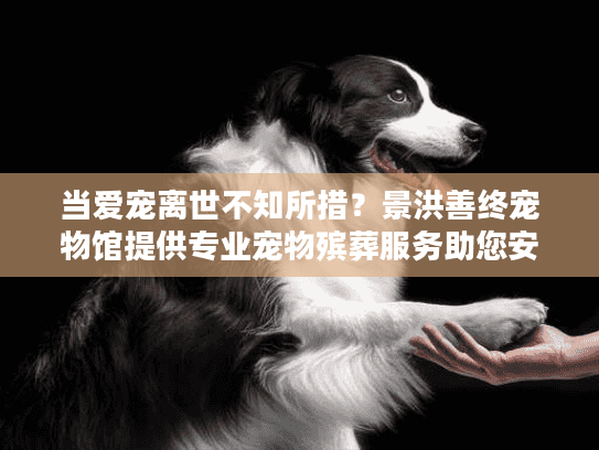 当爱宠离世不知所措？景洪善终宠物馆提供专业宠物殡葬服务助您安心