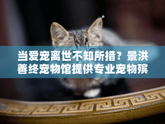 当爱宠离世不知所措？景洪善终宠物馆提供专业宠物殡葬服务助您安心