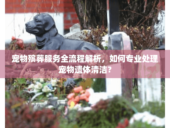 宠物殡葬服务全流程解析，如何专业处理宠物遗体清洁？