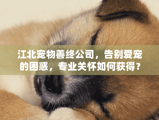 江北宠物善终公司，告别爱宠的困惑，专业关怀如何获得？