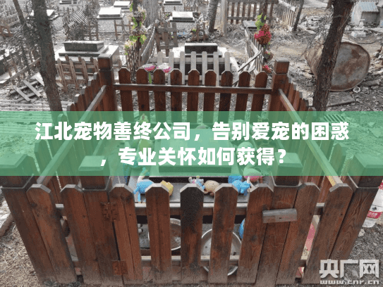 江北宠物善终公司，告别爱宠的困惑，专业关怀如何获得？