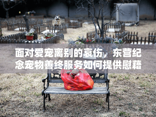 面对爱宠离别的哀伤，东营纪念宠物善终服务如何提供慰藉与关怀