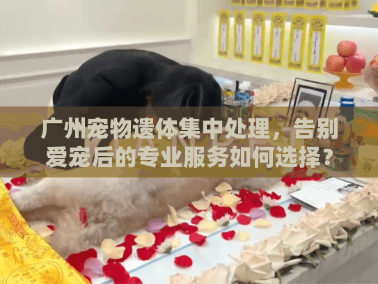 广州宠物遗体集中处理，告别爱宠后的专业服务如何选择？