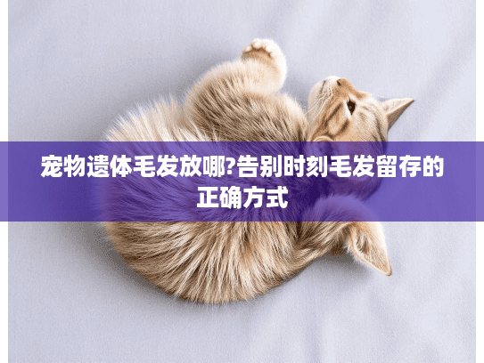 宠物遗体毛发放哪?告别时刻毛发留存的正确方式