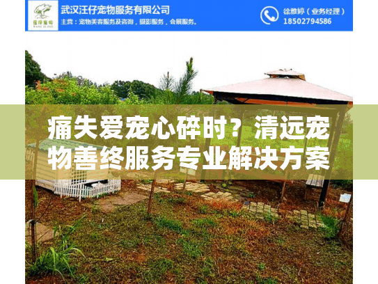 痛失爱宠心碎时？清远宠物善终服务专业解决方案