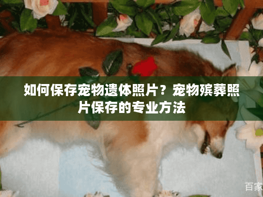 如何保存宠物遗体照片？宠物殡葬照片保存的专业方法