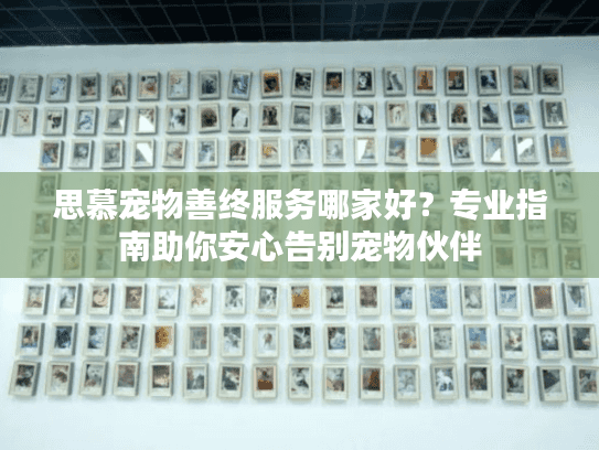 思慕宠物善终服务哪家好？专业指南助你安心告别宠物伙伴