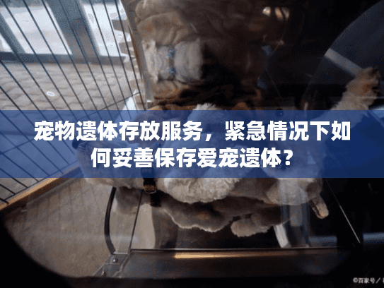 宠物遗体存放服务，紧急情况下如何妥善保存爱宠遗体？