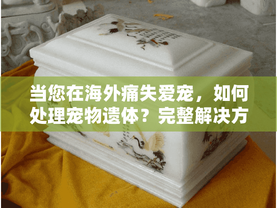 当您在海外痛失爱宠，如何处理宠物遗体？完整解决方案