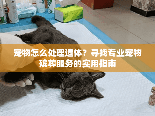 宠物怎么处理遗体？寻找专业宠物殡葬服务的实用指南