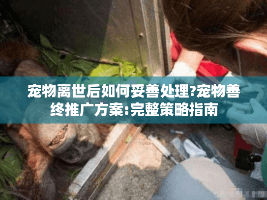 宠物离世后如何妥善处理?宠物善终推广方案:完整策略指南