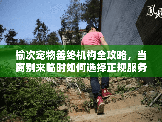 榆次宠物善终机构全攻略，当离别来临时如何选择正规服务