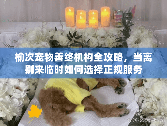 榆次宠物善终机构全攻略，当离别来临时如何选择正规服务