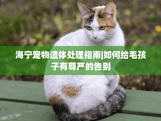 海宁宠物遗体处理指南|如何给毛孩子有尊严的告别