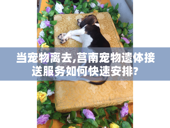当宠物离去,莒南宠物遗体接送服务如何快速安排?