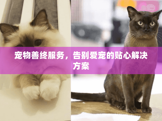 宠物善终服务，告别爱宠的贴心解决方案