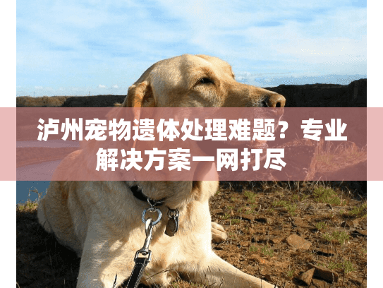 泸州宠物遗体处理难题？专业解决方案一网打尽
