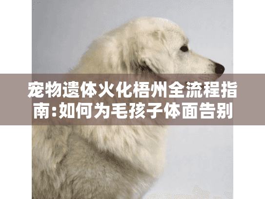 宠物遗体火化梧州全流程指南:如何为毛孩子体面告别?