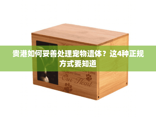 贵港如何妥善处理宠物遗体？这4种正规方式要知道