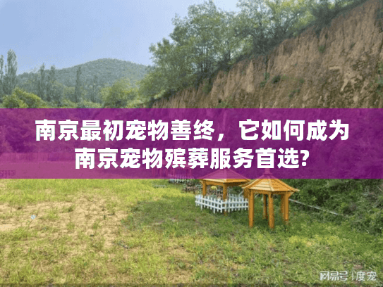 南京最初宠物善终，它如何成为南京宠物殡葬服务首选?