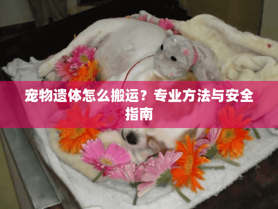 宠物遗体怎么搬运？专业方法与安全指南