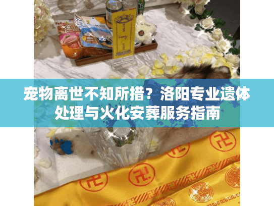 宠物离世不知所措？洛阳专业遗体处理与火化安葬服务指南