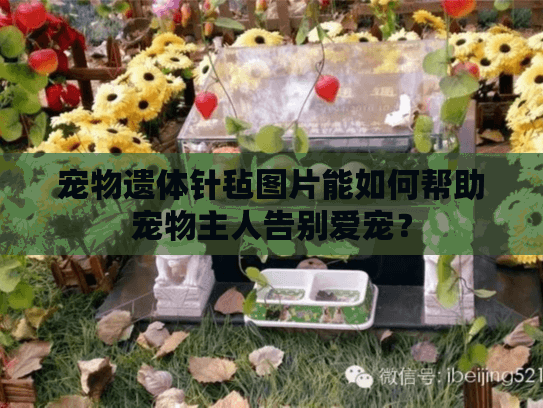 宠物遗体针毡图片能如何帮助宠物主人告别爱宠？