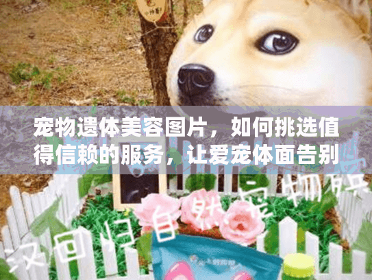 宠物遗体美容图片，如何挑选值得信赖的服务，让爱宠体面告别？