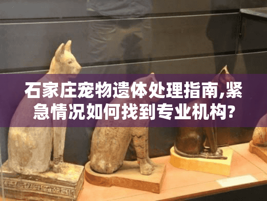 石家庄宠物遗体处理指南,紧急情况如何找到专业机构?
